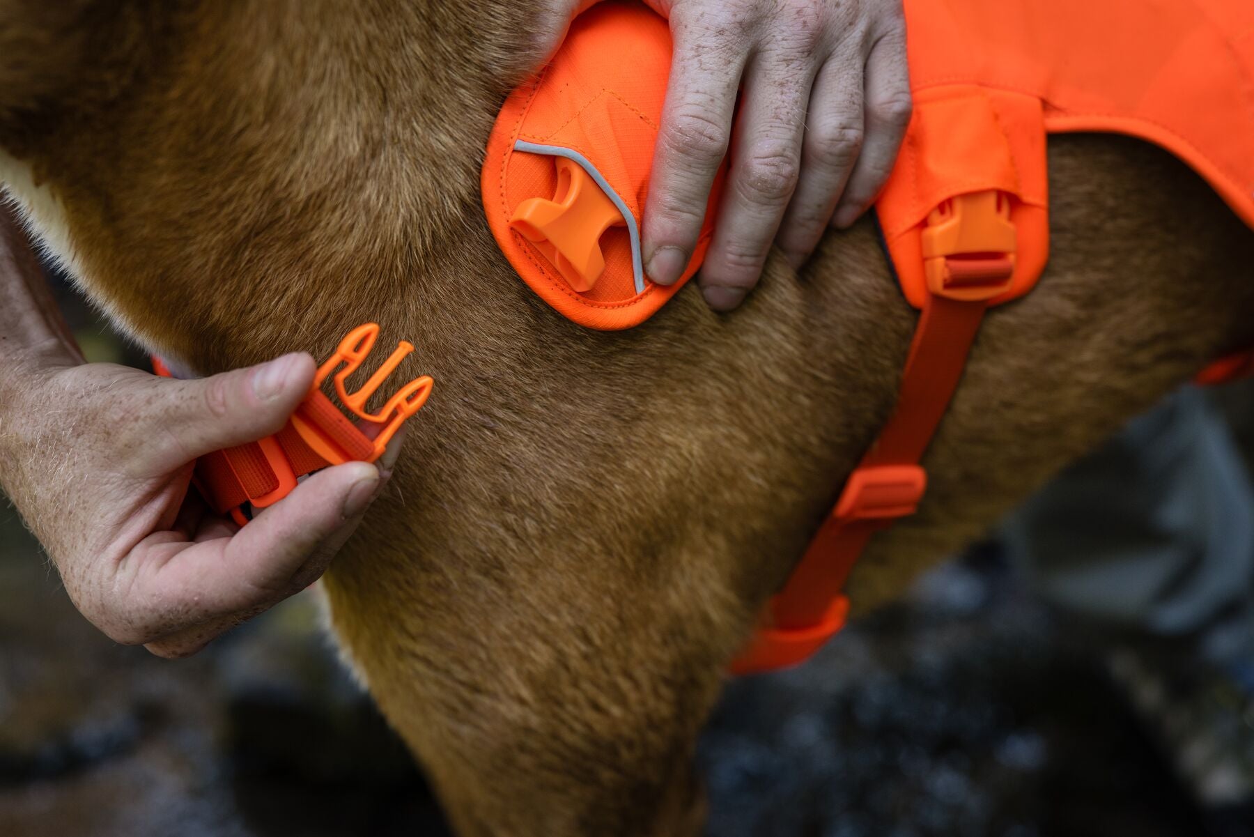 Ruffwear Dog Harness with Neck Buckle and Handle: Web Master