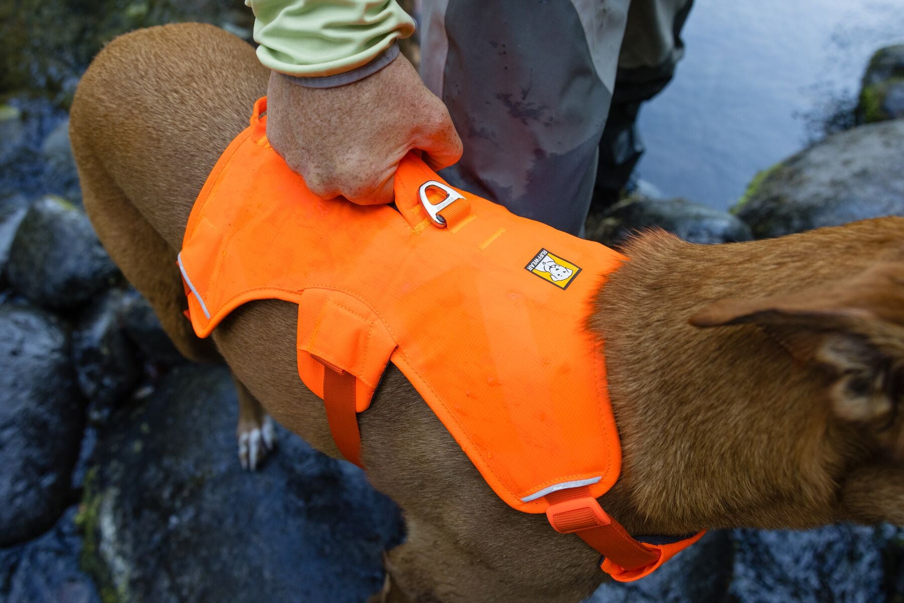 Ruffwear Dog Harness with Neck Buckle and Handle: Web Master