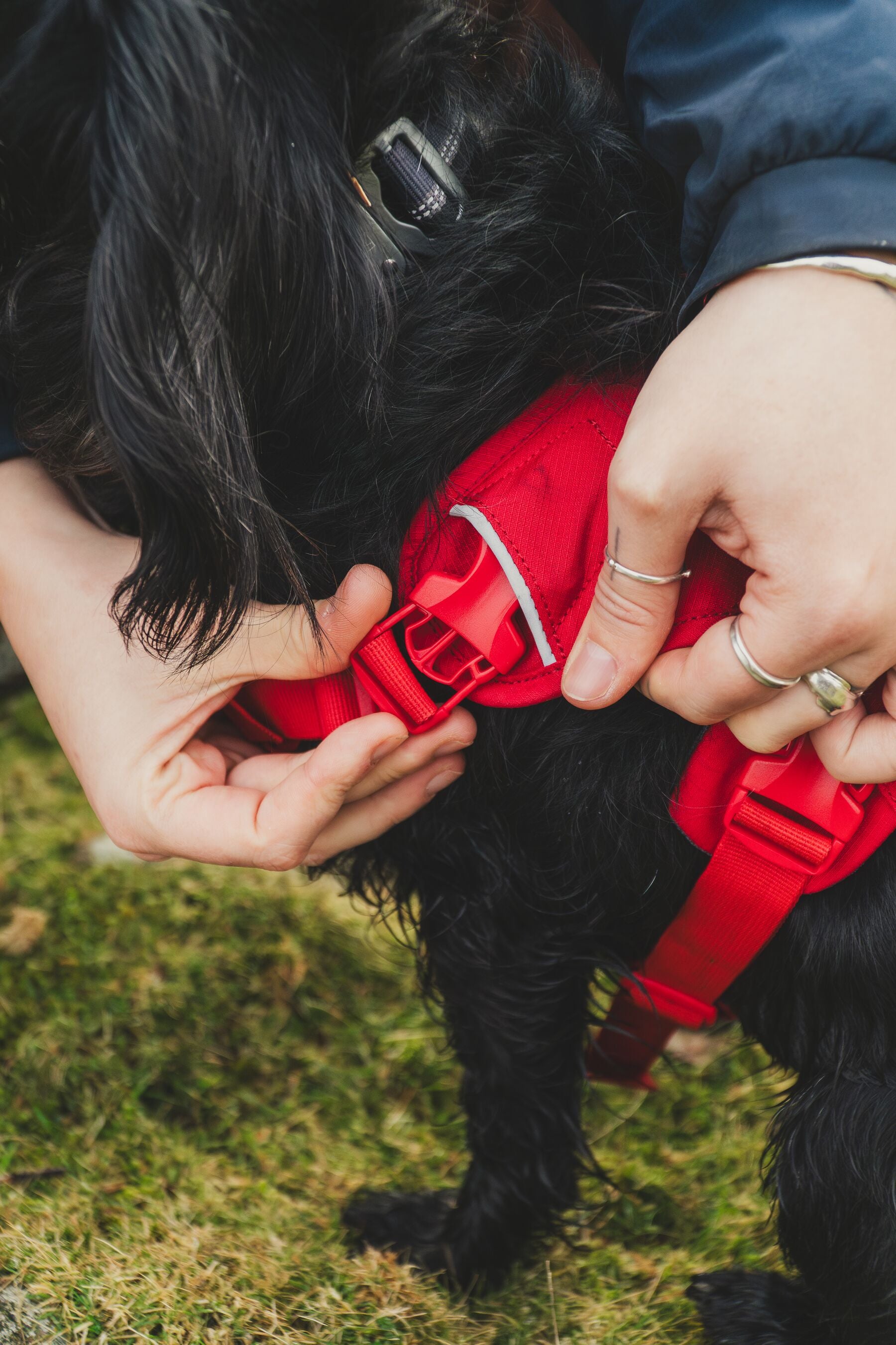 Ruffwear Dog Harness with Neck Buckle and Handle: Web Master