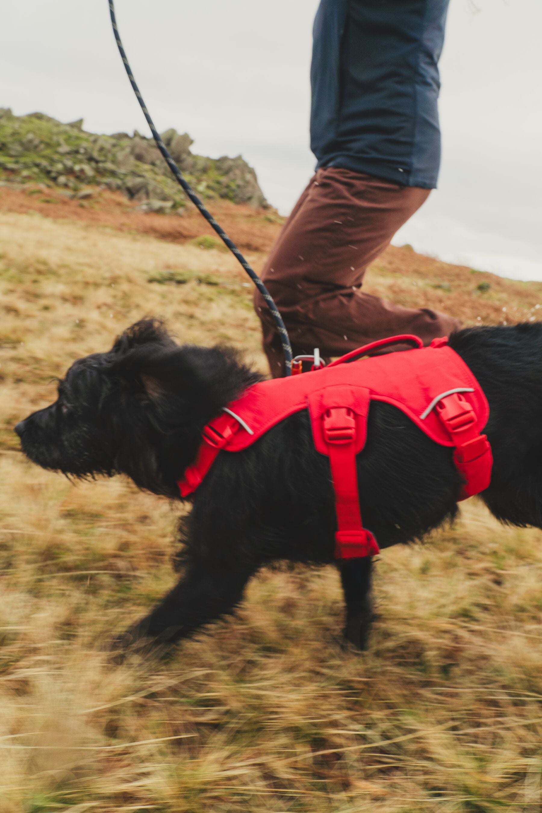 Ruffwear Dog Harness with Neck Buckle and Handle: Web Master