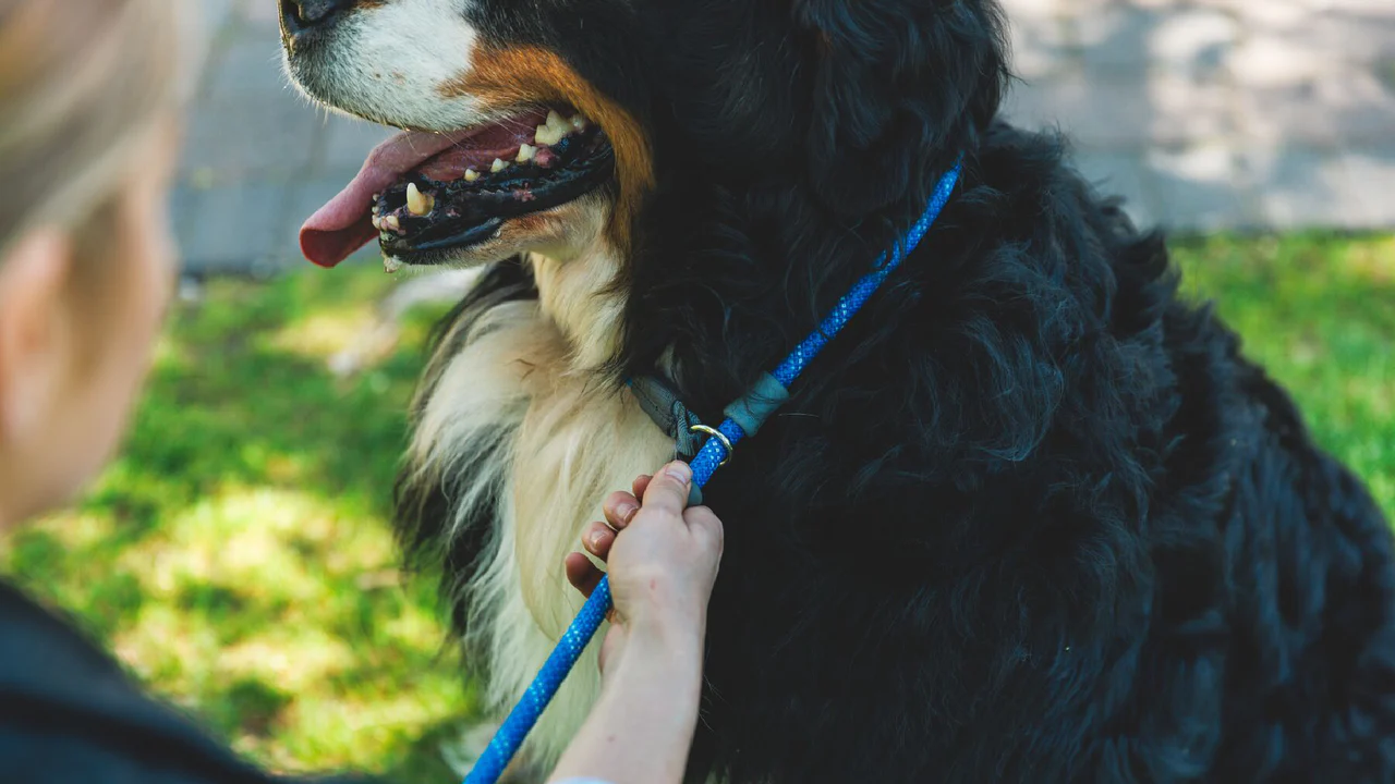 Ruffwear Dog Leash: Just-a-Cinch (new colours)