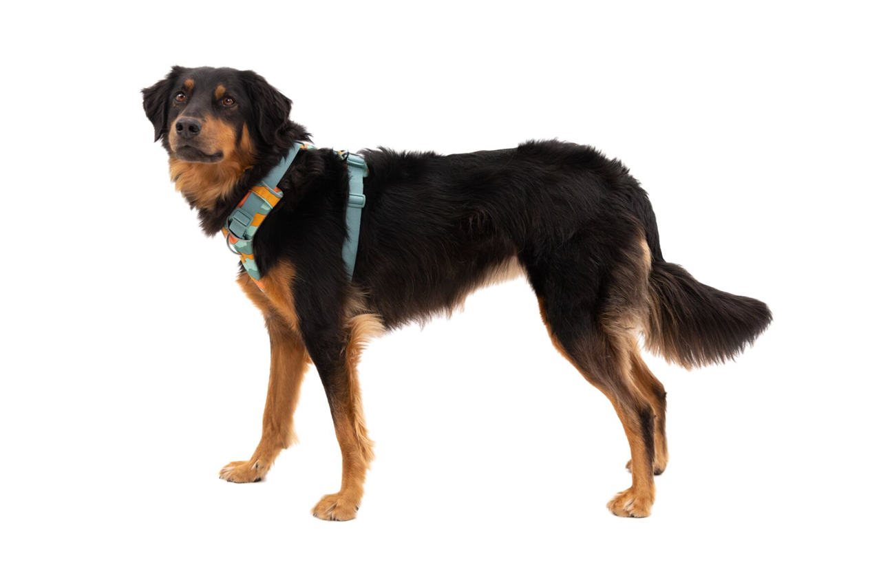 Ruffwear Dog No-Pull Harness, Front Range (new colours)