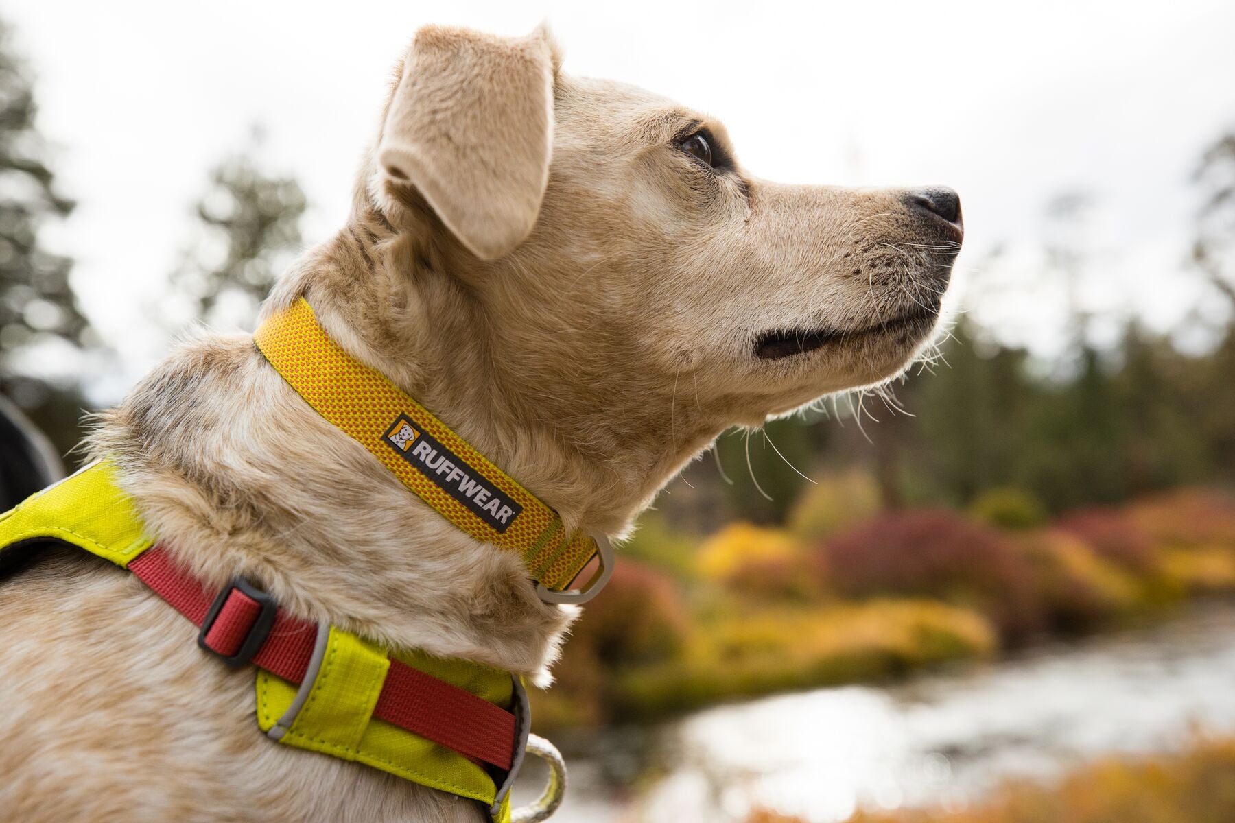 The ultralight Ruffwear Hi & Light minimalist dog collar showing its strong side-release buckle and aluminum D-ring