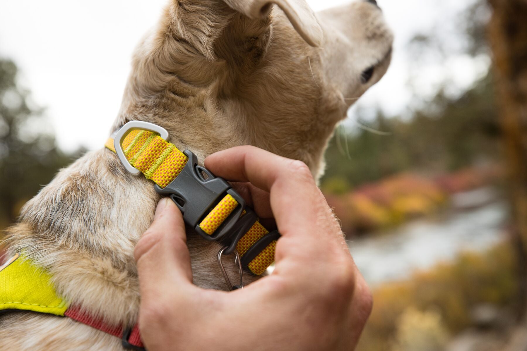 The ultralight Ruffwear Hi & Light minimalist dog collar showing its strong side-release buckle and aluminum D-ring