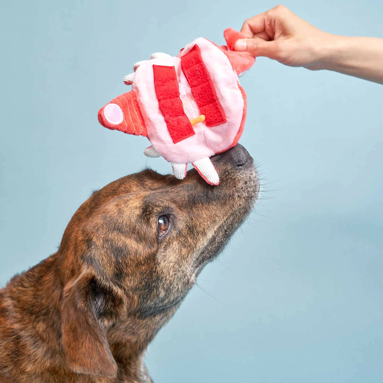 Squeaky Interactive Nosework Dog Toy, Uncle Crab