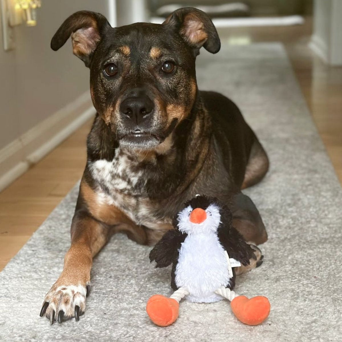 Squeaky Plush Dog Toy: Penguin Pull-Through Rope