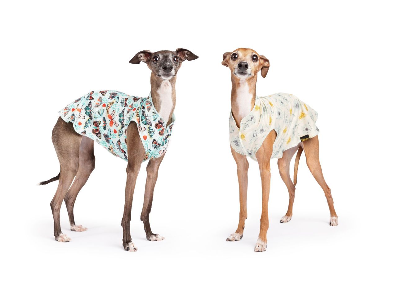 Sun Shield Tee shirts for Dogs and Cats, Vintage Bees (Limited Edition)