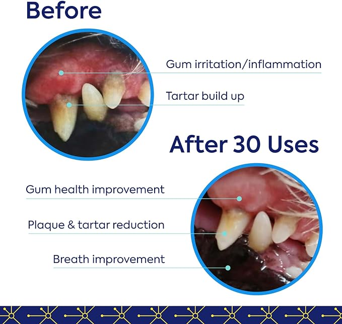 TEEF for Life Protektin42 prebiotic dental powder kit for dogs. Vegan water additive for canine oral health.