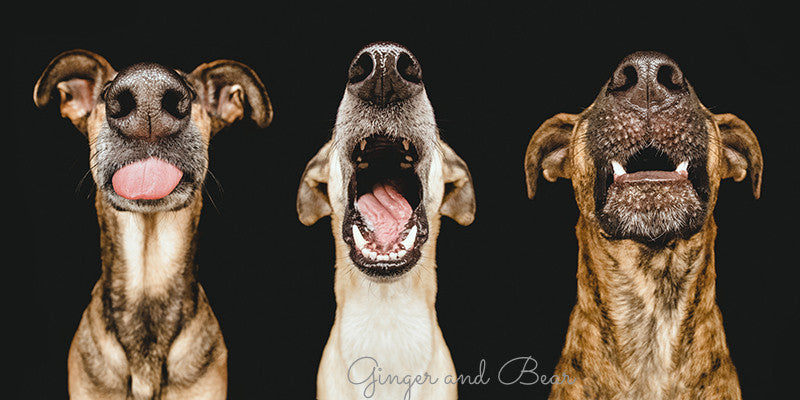 Postcard: Nice Nosing You!