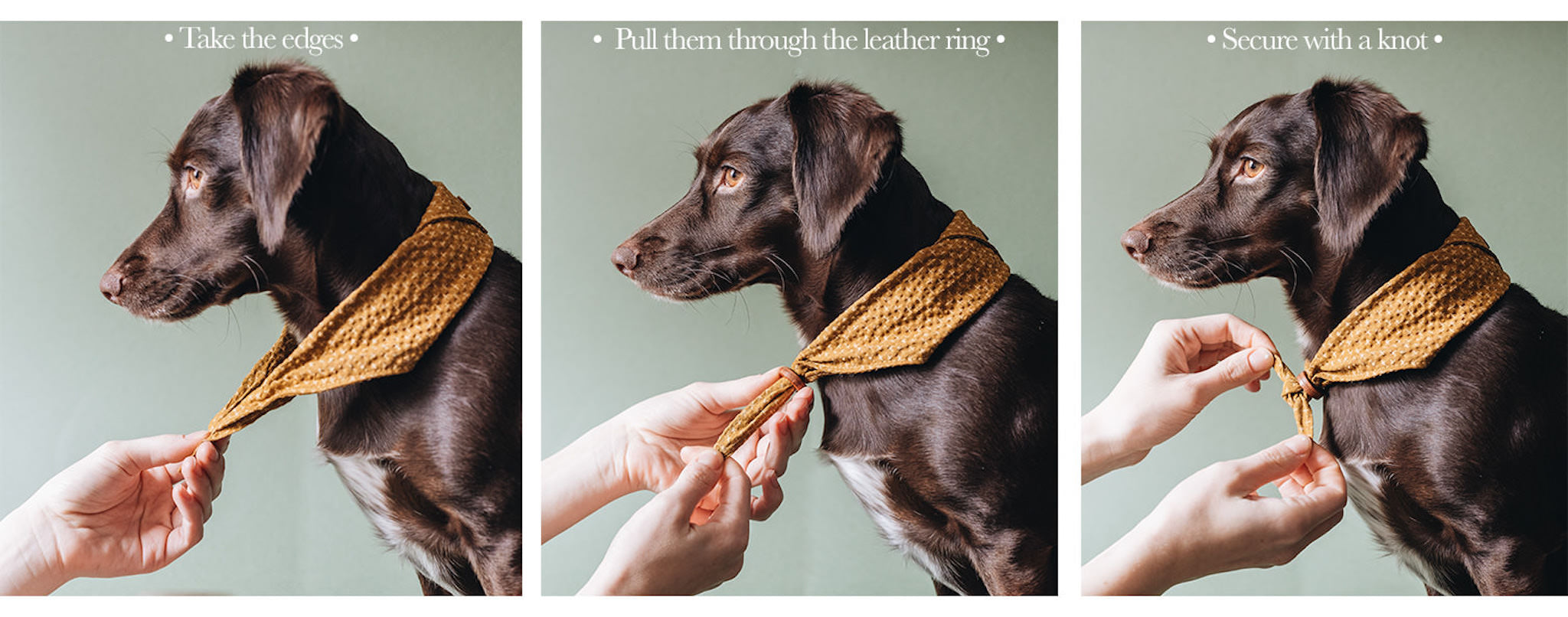 Tori Bandana for Dogs and Cats