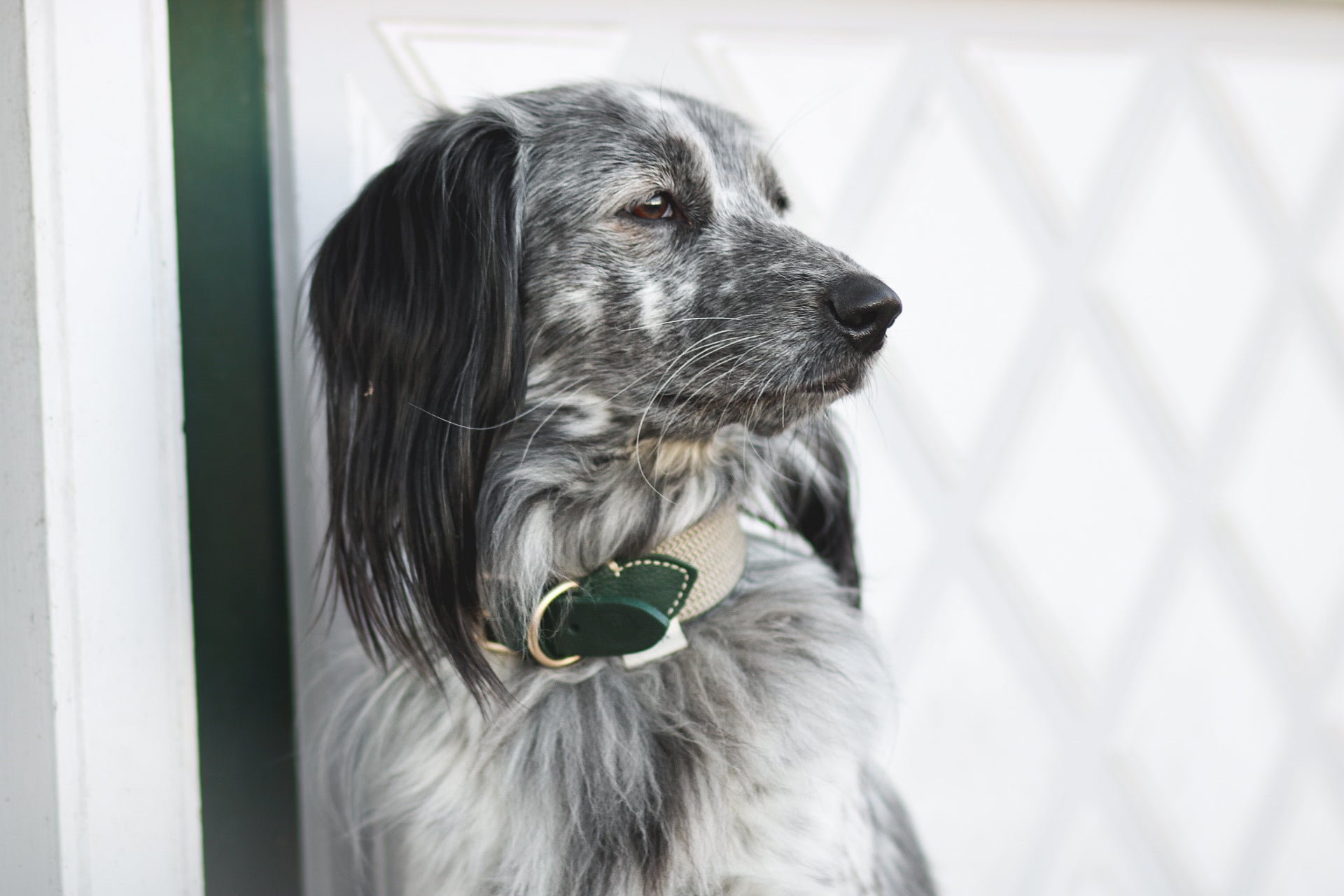 Dog Collar: James Green