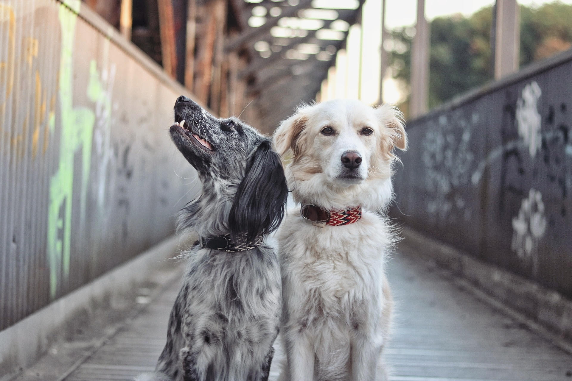 Dog Collar: Peruvian Black