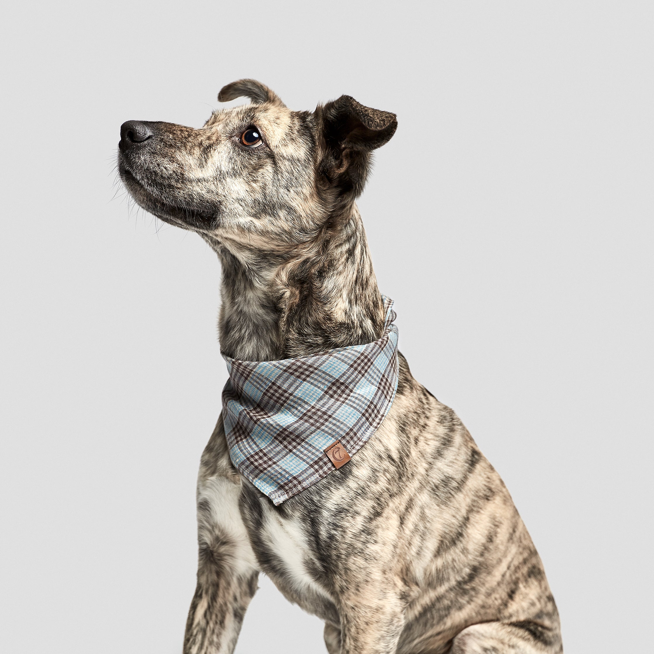 Cloud7 Dog Bandana Check Dark Brown with Cyan