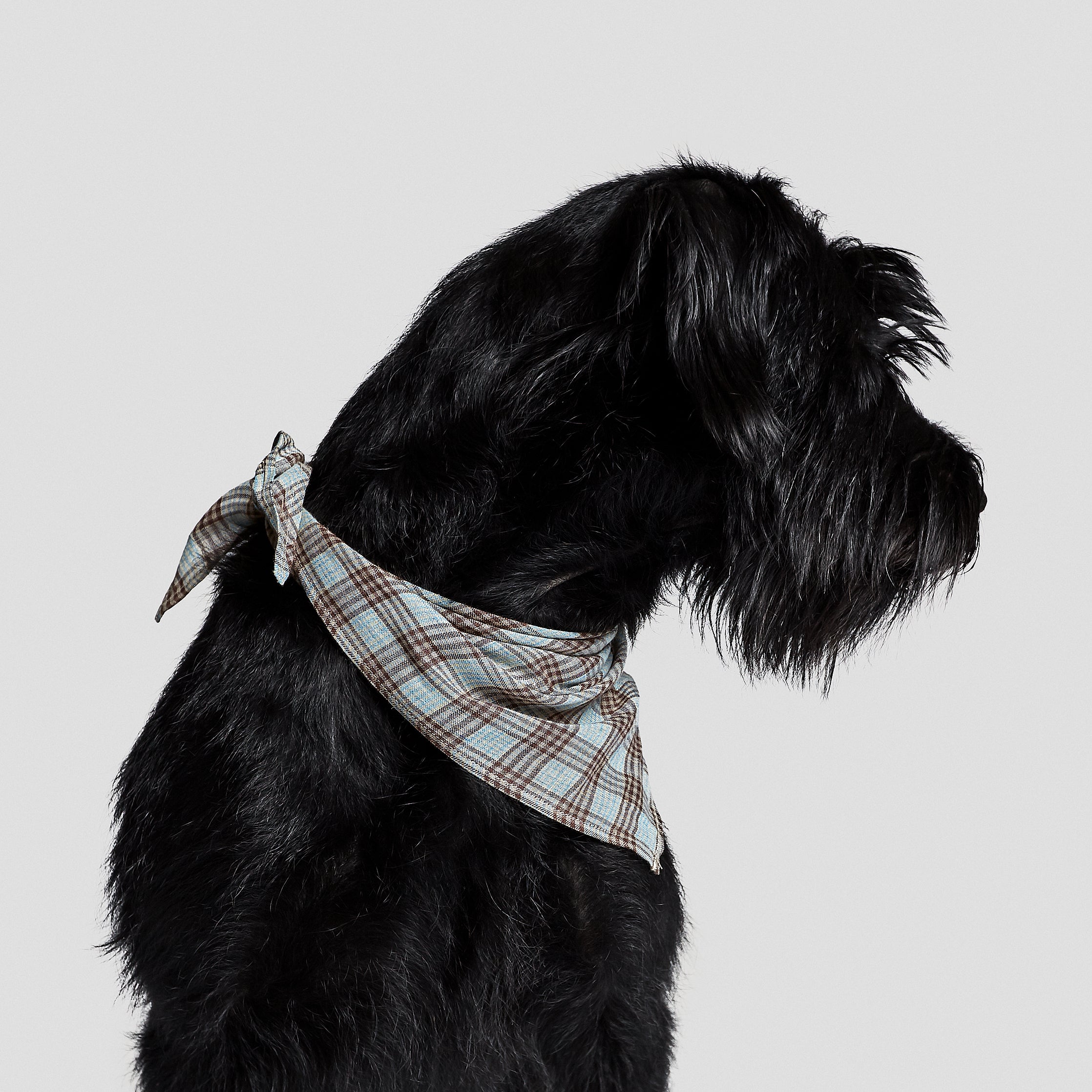 Cloud7 Dog Bandana Check Dark Brown with Cyan