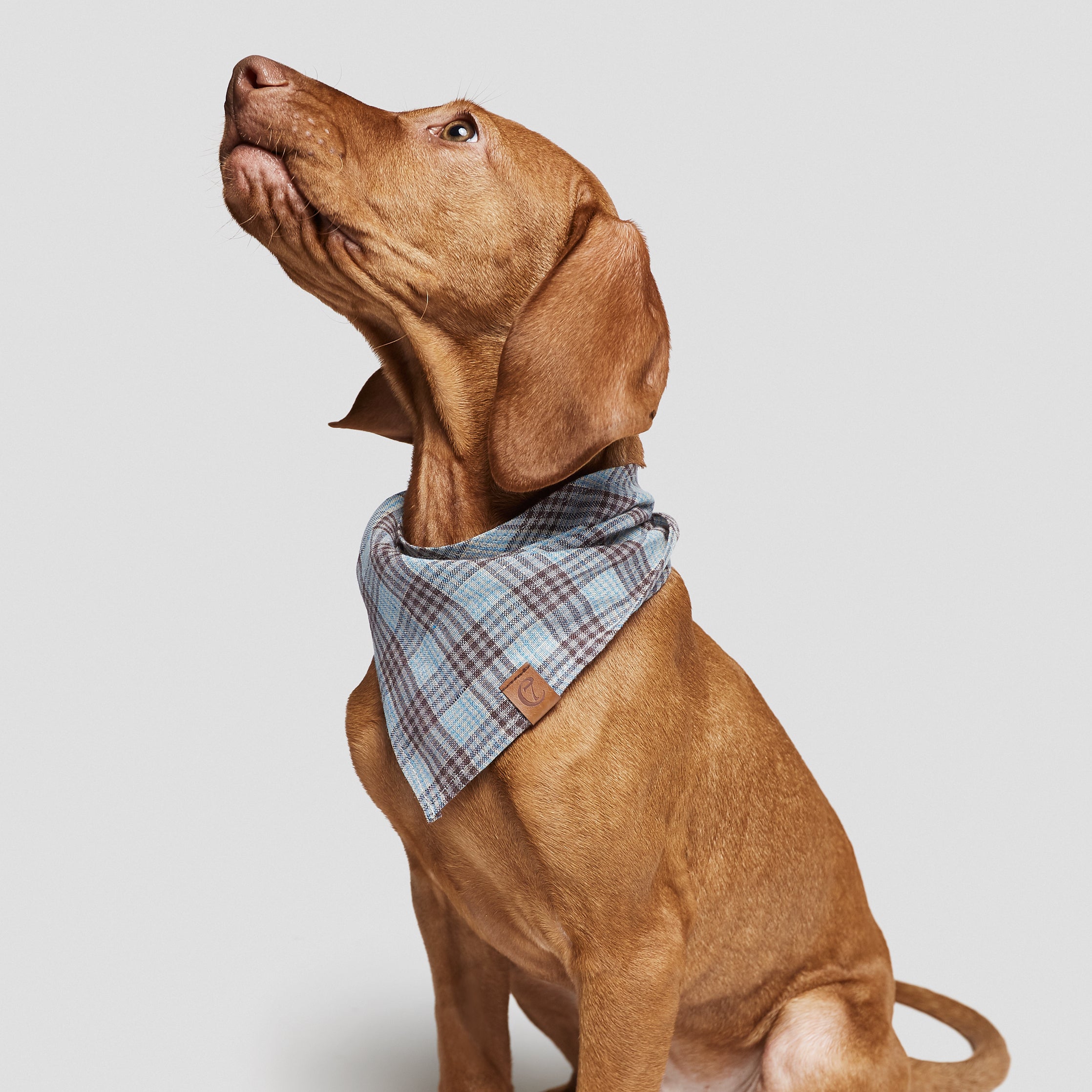 Cloud7 Dog Bandana Check Dark Brown with Cyan