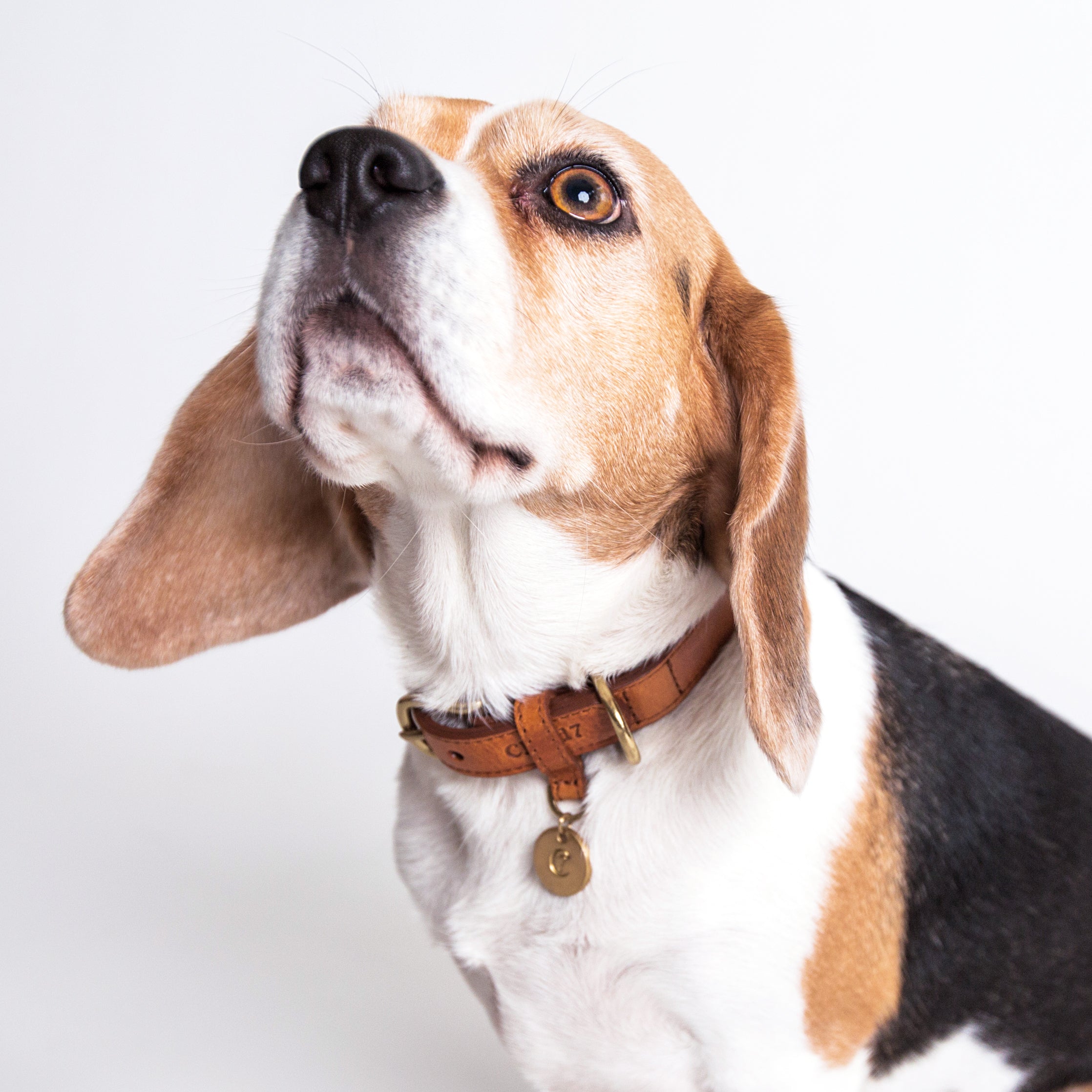 Cloud7 Dog Collar Hyde Park Cognac Leather