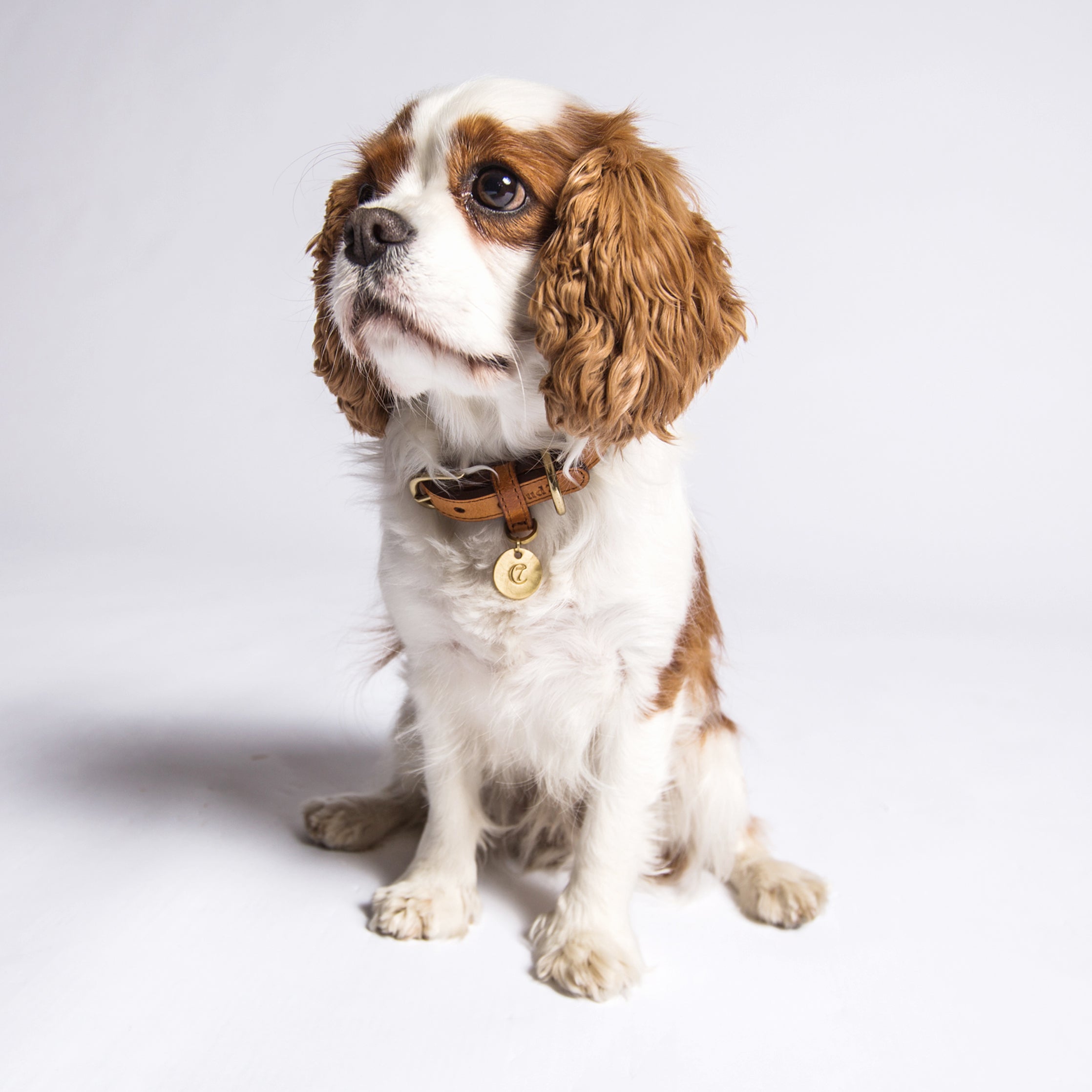 Cloud7 Dog Collar Hyde Park Cognac Leather