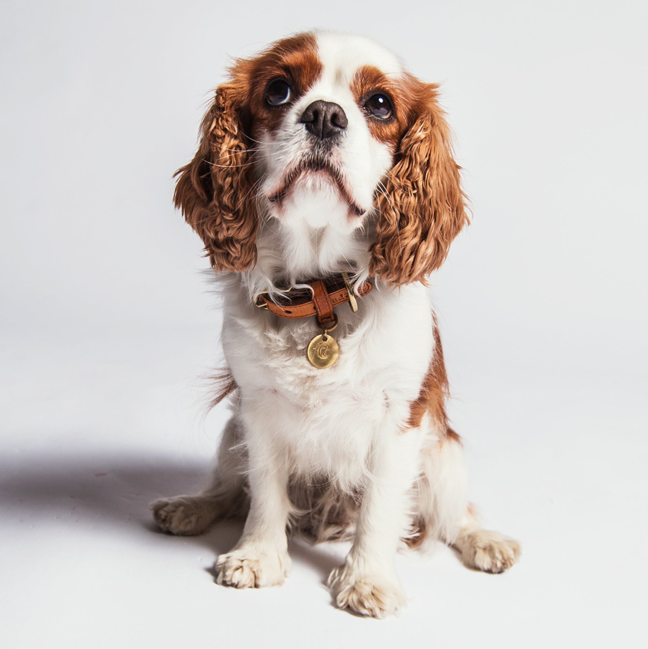 Cloud7 Dog Collar Hyde Park Cognac Leather