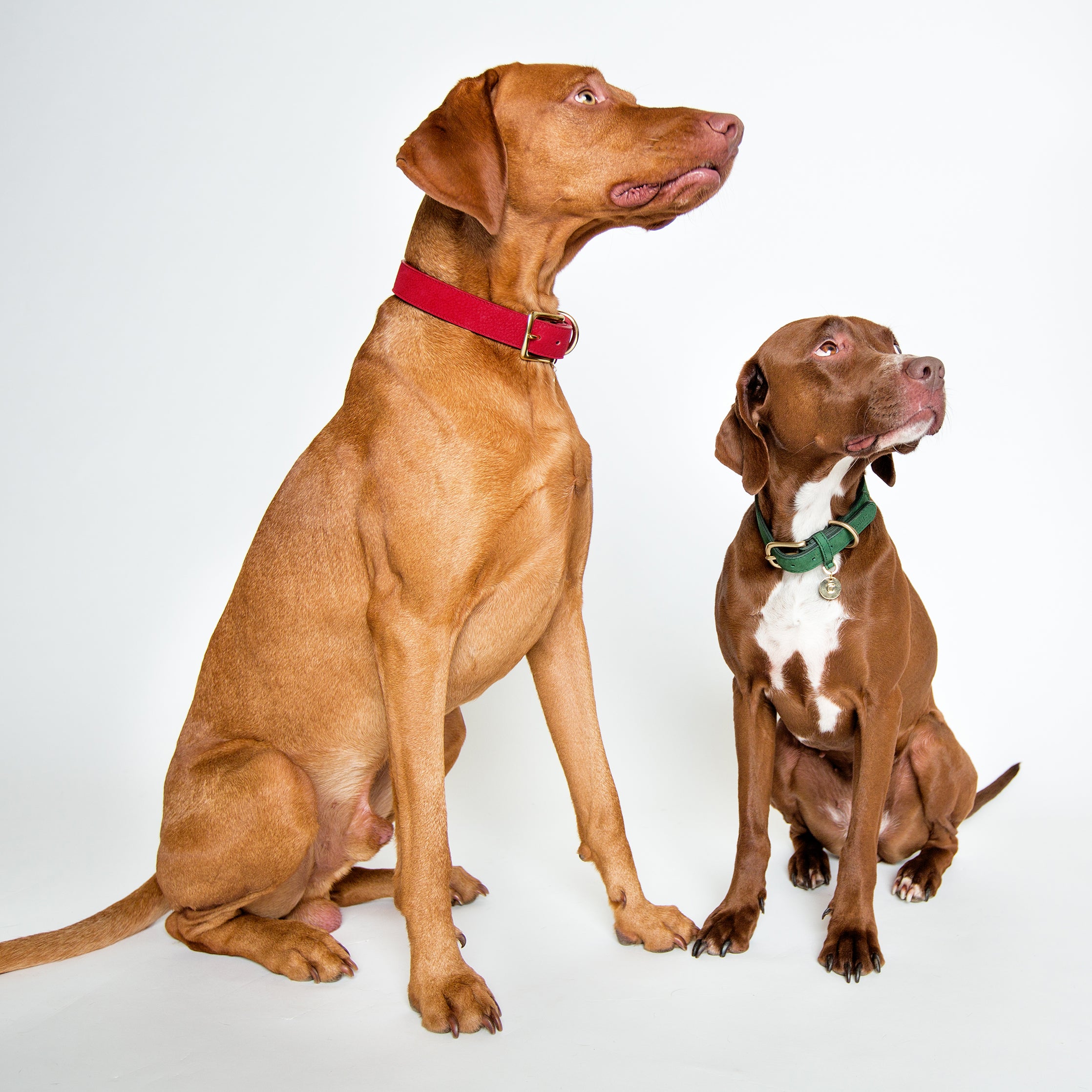 Cloud7: Tiergarten Nubuck Dog Collar in Cherry Red