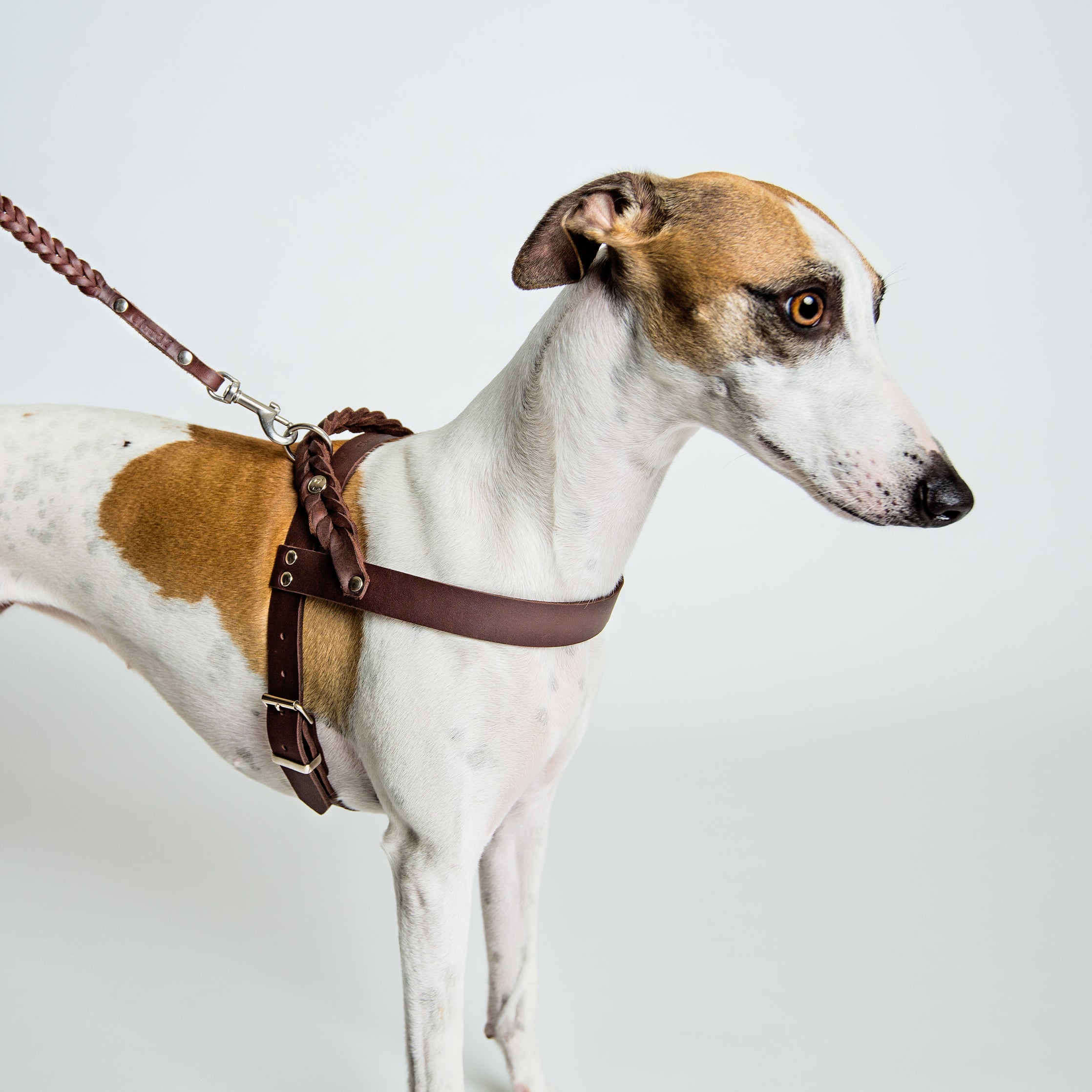 Cloud7: Central Park Leather Dog Harness, Saddle Brown with Silver Hardware