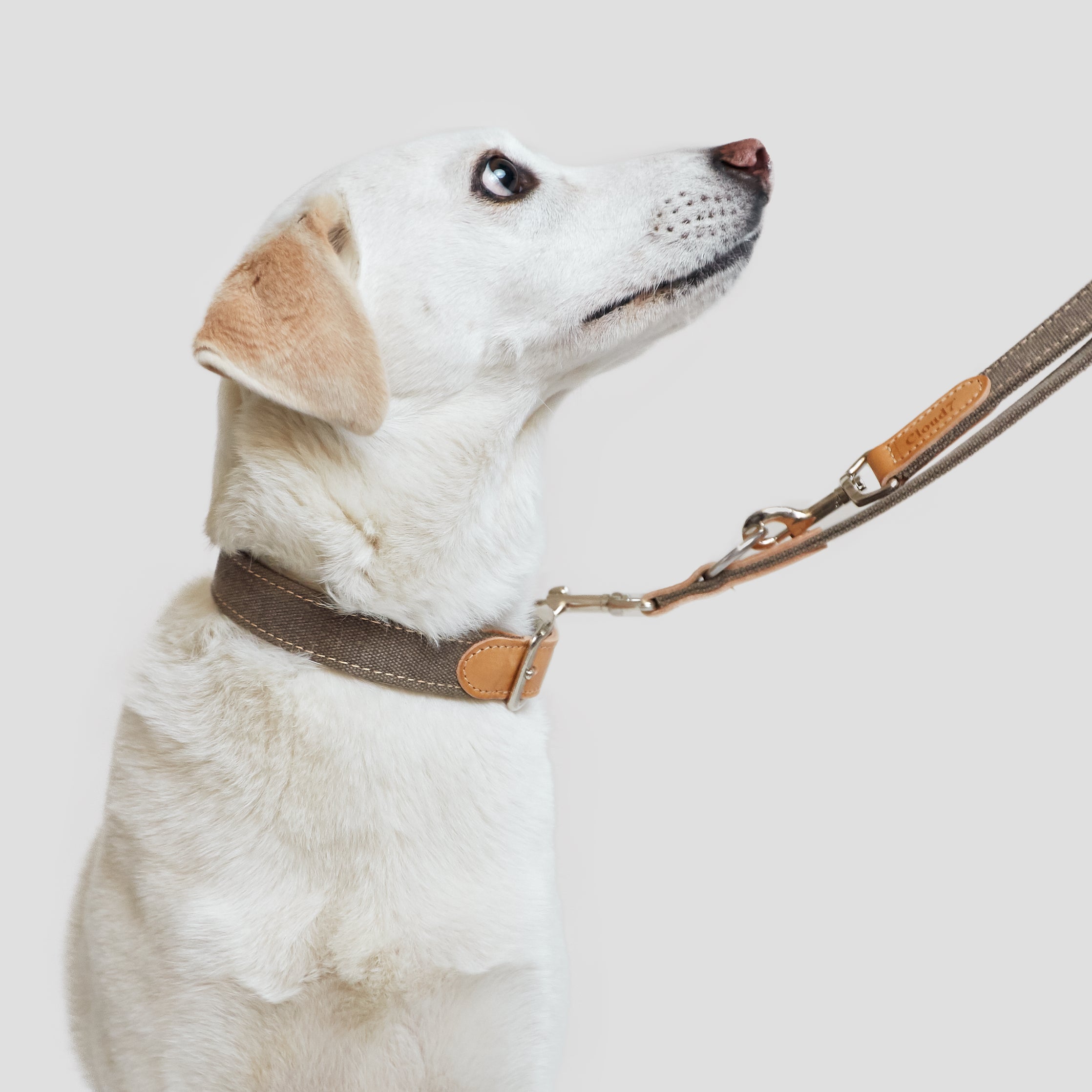 Cloud7: Tivoli Dog Collar in Canvas Leather, Greige