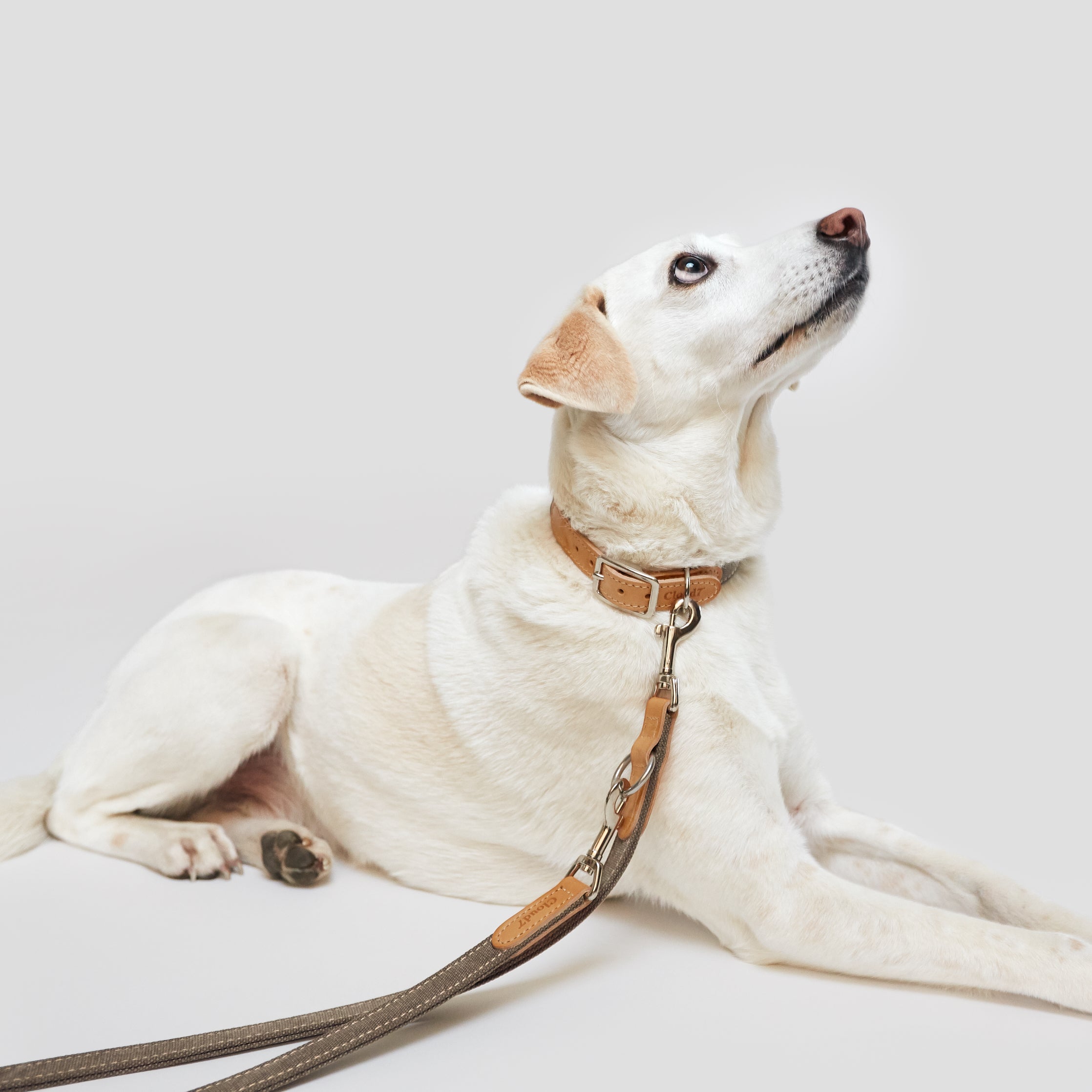 Cloud7: Tivoli Dog Collar in Canvas Leather, Greige