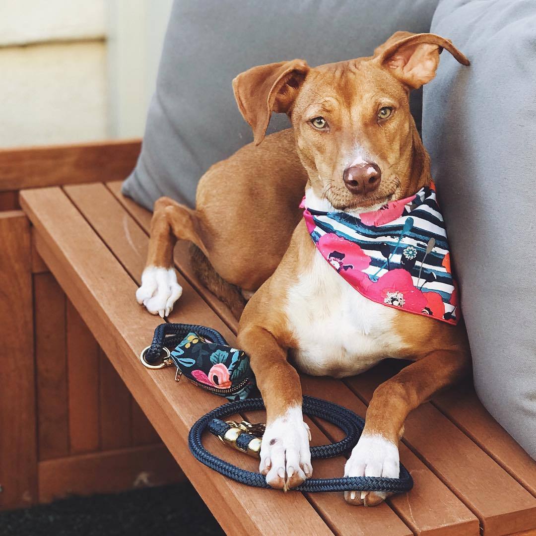Foggy DOg Watercolour Poppies Dog Bandana