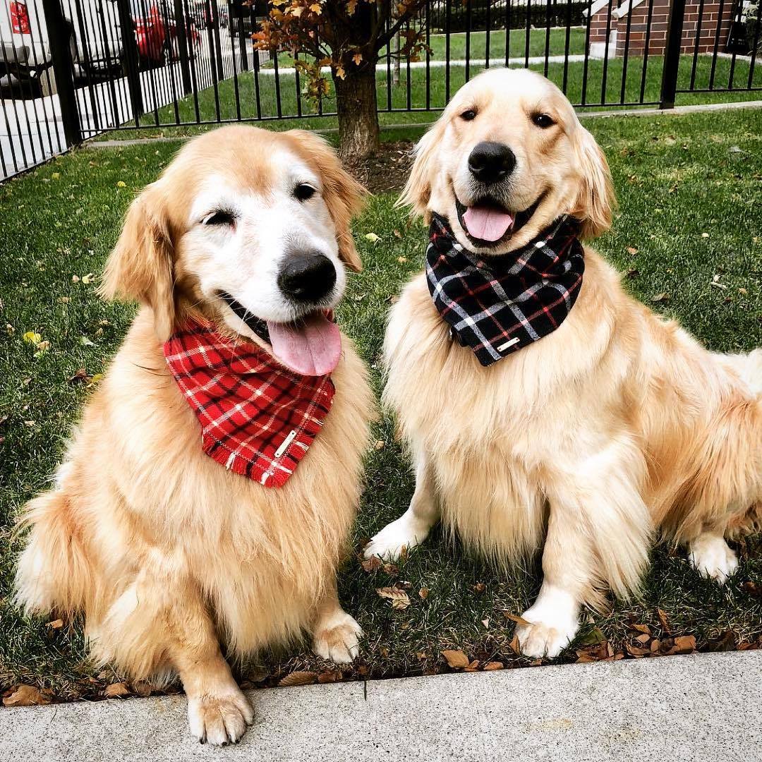 Foggy Dog Cat Country Flannel Plaid bandana