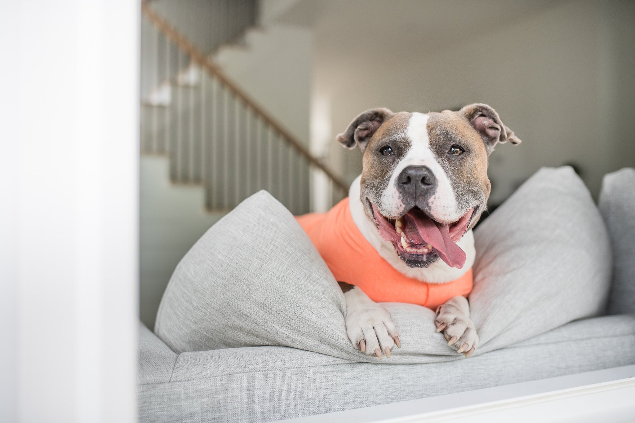 Sun Shield Tee shirts for Dogs and Cats, in Neon Orange