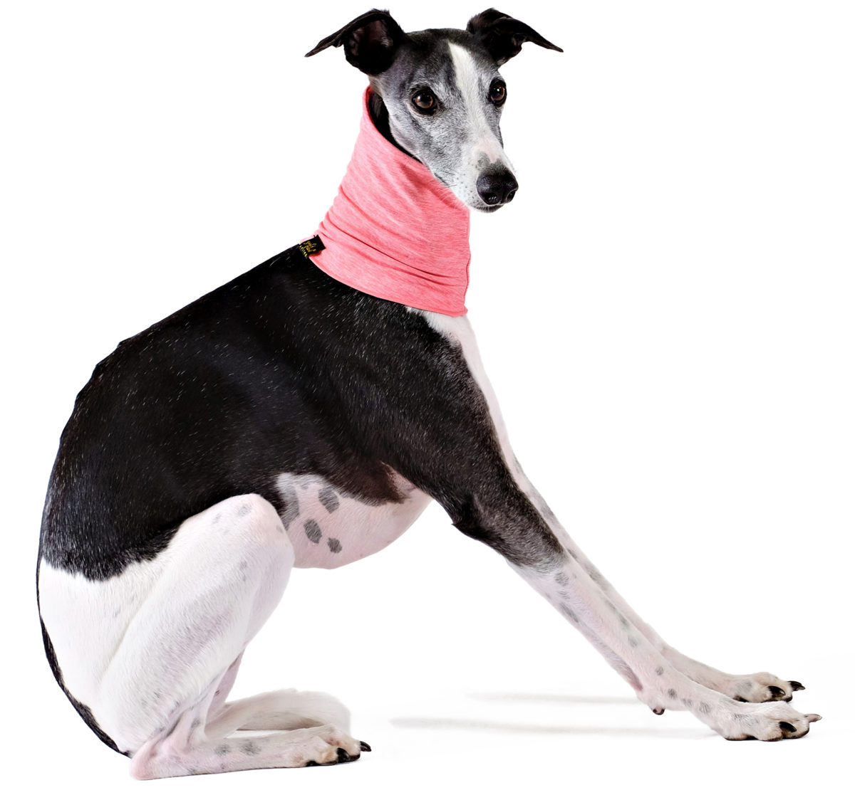 Sun Shield Snood for Dogs and Cats