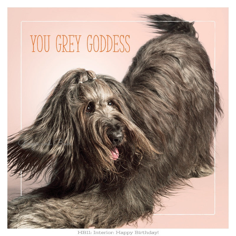 Happy Birthday: Dolce's Grey Goddess Happy Birthday