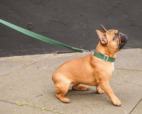 Dog Collar: Weave Cotton
