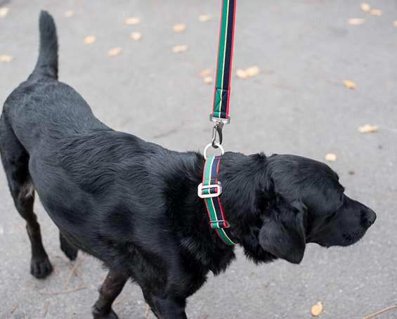 Dog Collar: Weave Fabric