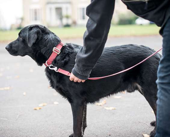 Dog Collar: Weave Cotton