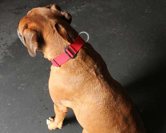 Dog Collar: Weave Cotton