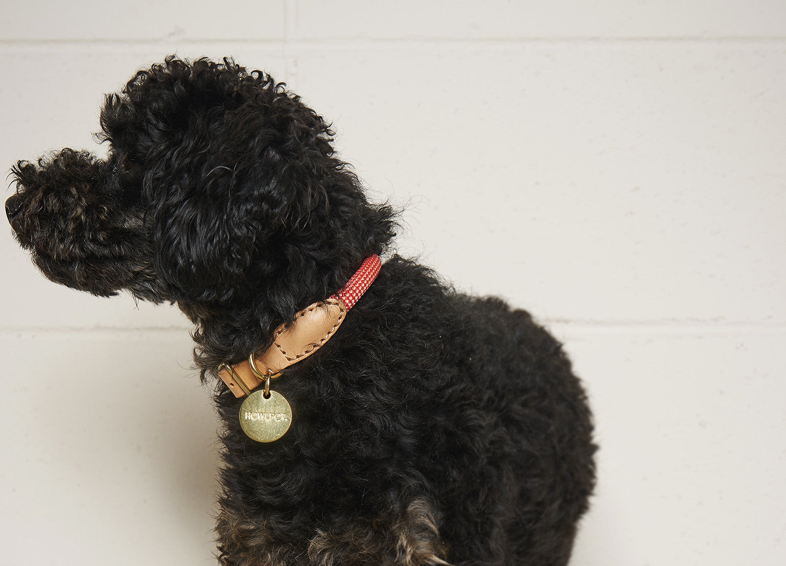 HowlPot We are Tight Rope Dog Collar Coral Aid