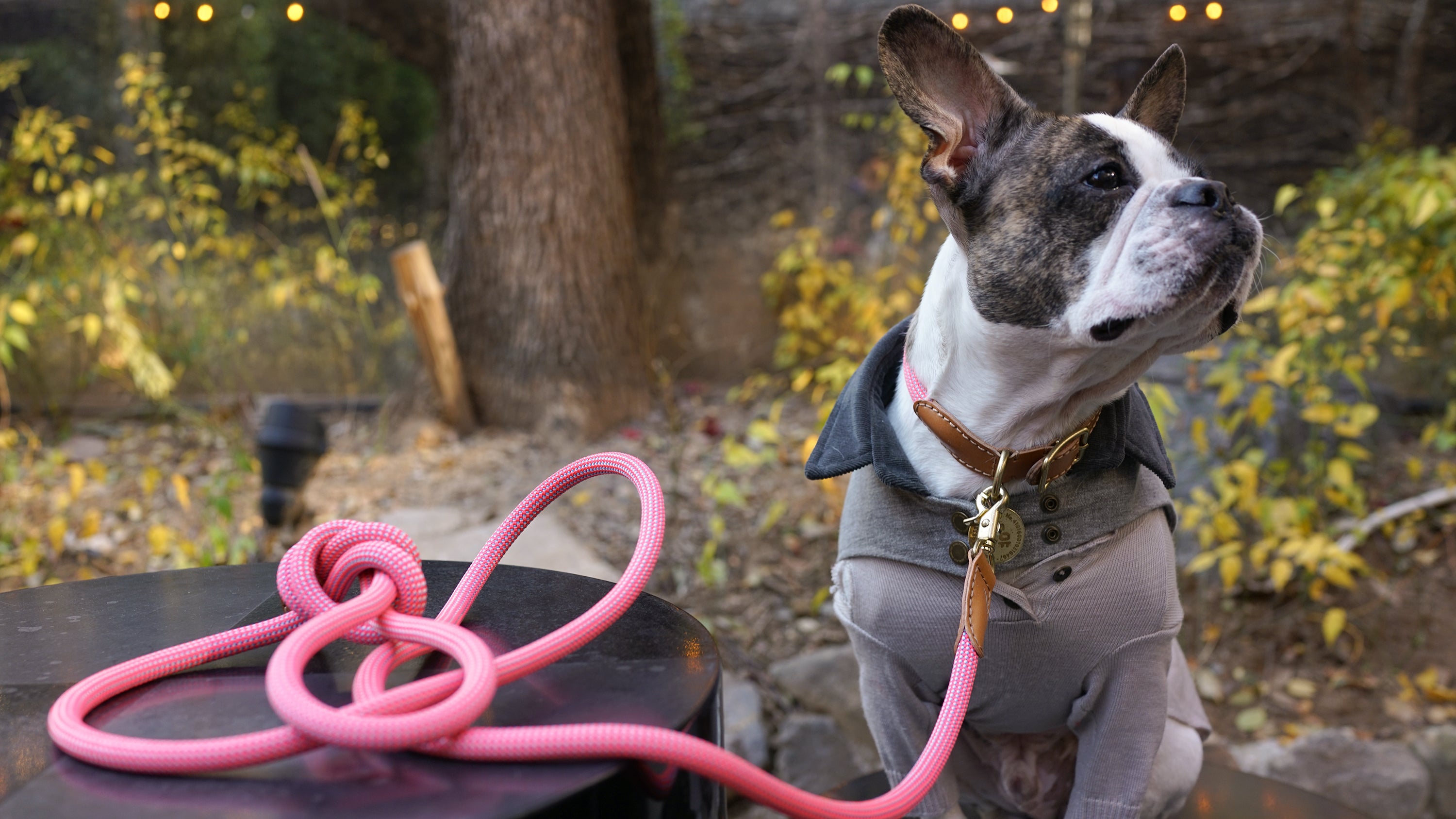 We are Tight: Dog Rope Collar, Flamingo