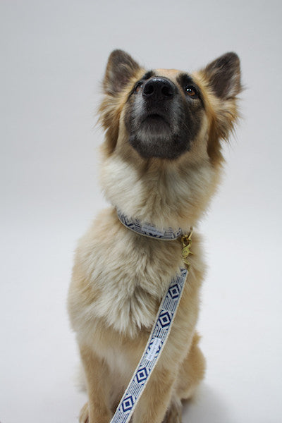 Out of My Box Leash, Navy and Cream