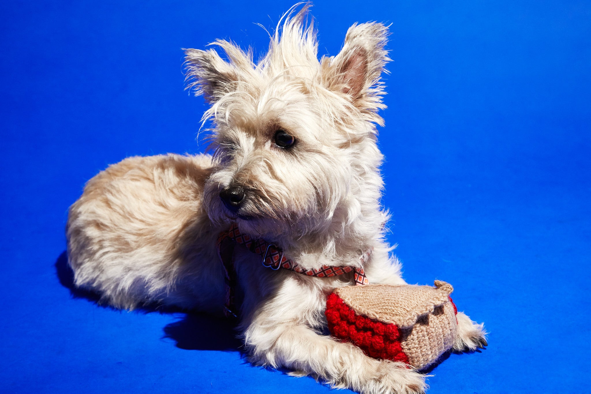 Dog Toy: Hand Knitted Cherry Pie