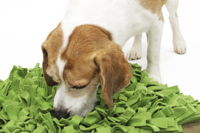 Knauders Best Schnuffelrasen Sniff Lawn for Dogs