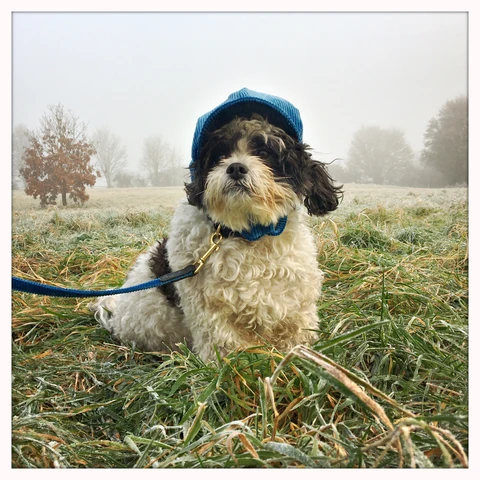 LISH Arnold Blue Wide Wale Corduroy Dog Lead