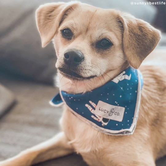 Lucy&Co Dog Bandana: The Aquarius