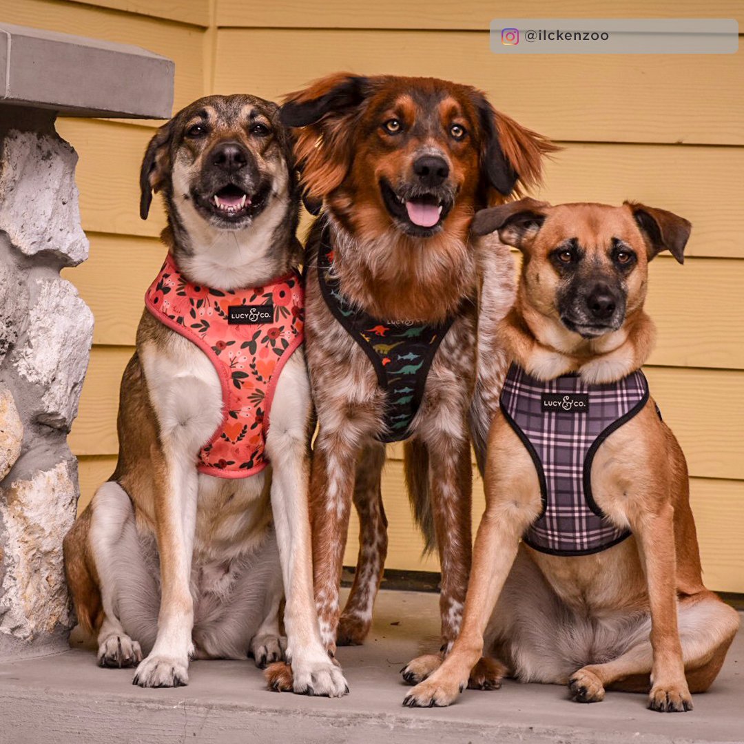 Lucy&Co Reversible Dog Harness: Posy Pink