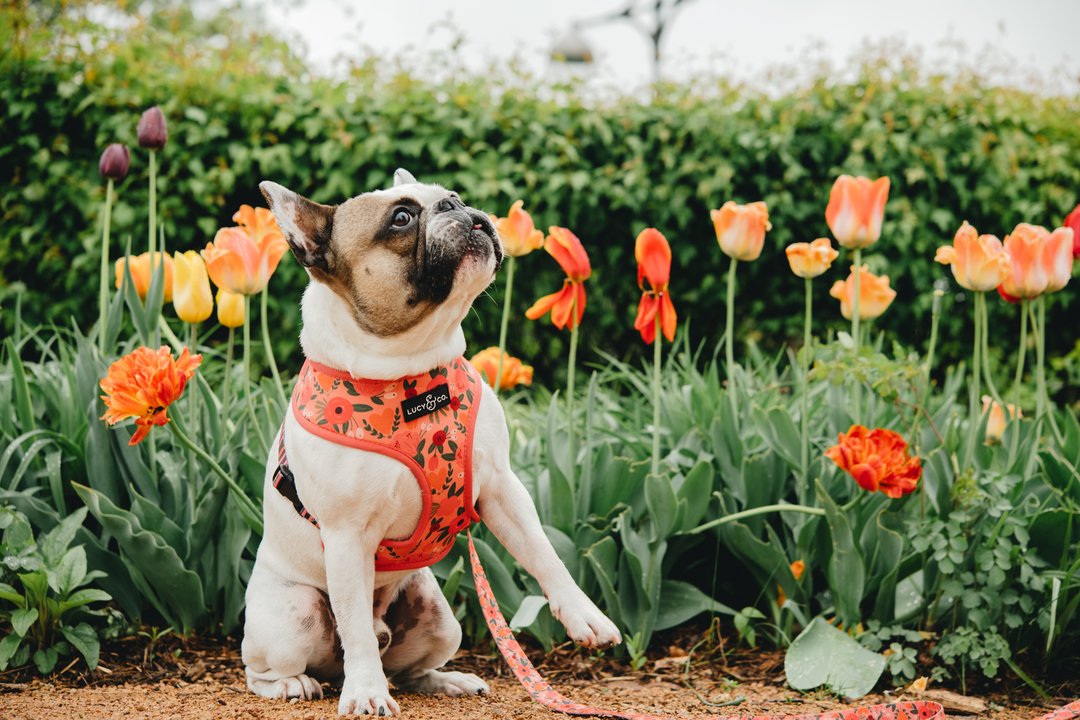 Lucy&Co Reversible Dog Harness: Posy Pink