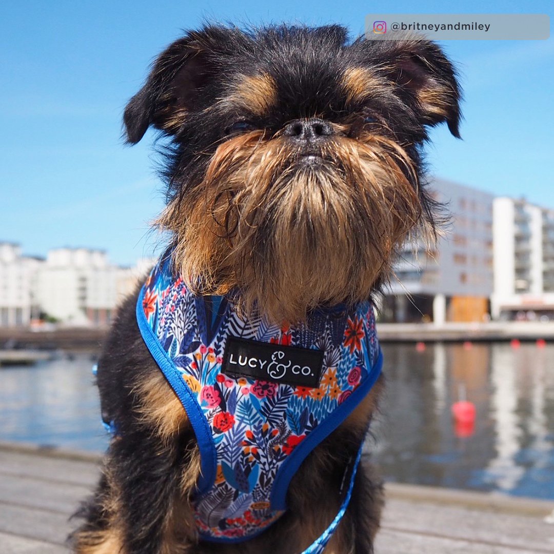 Lucy&Co Reversible Dog Harness: The Royal Garden