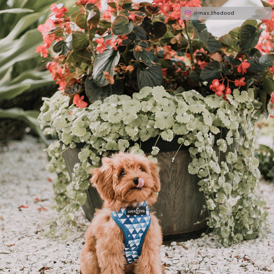 Lucy&Co Reversible Dog Harness: The Royal Garden