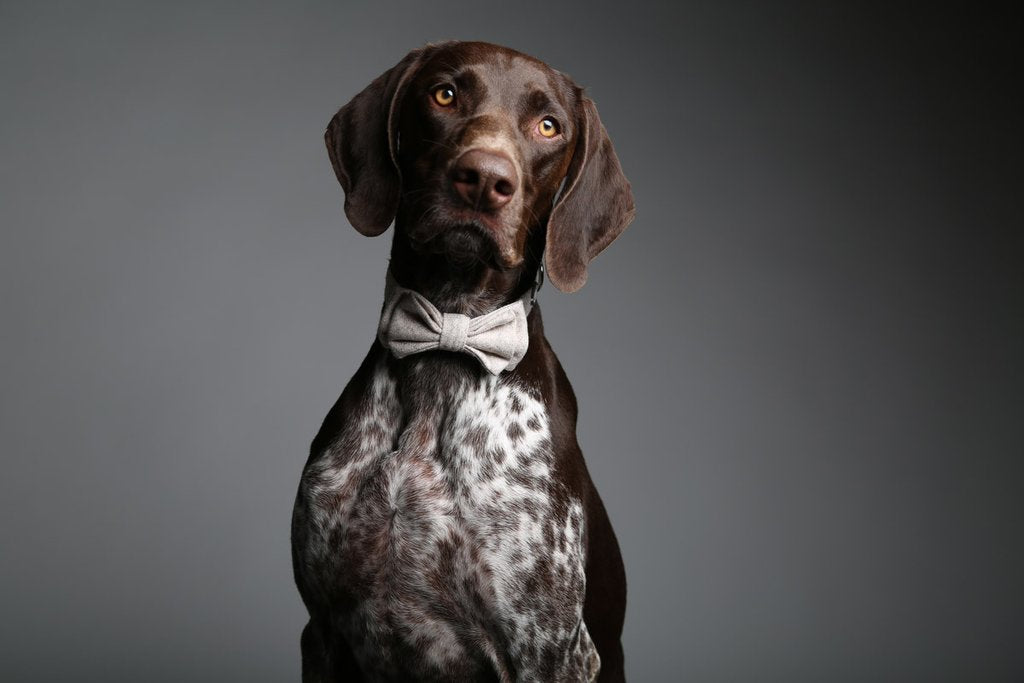 MaxBone Ava Dog Bow Tie