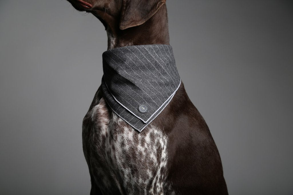 MaxBone Cody Dog Bandana