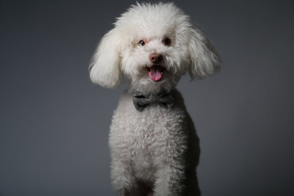 MaxBone Sam Dog Bow Tie