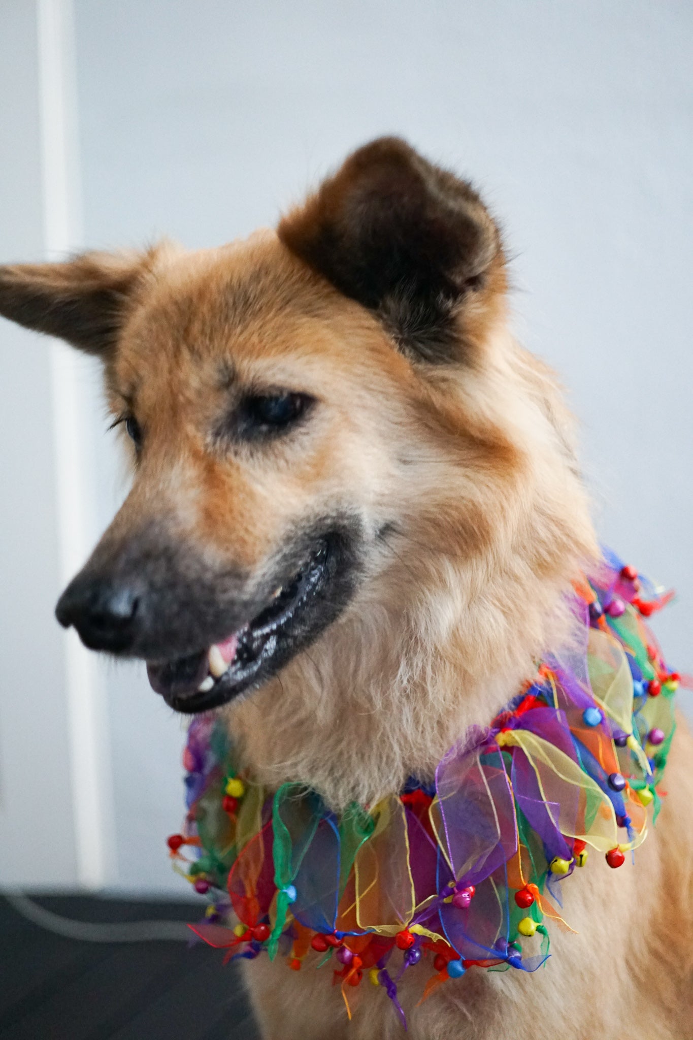 Fun Dog Neckwear, Confetti Bell Smoocher